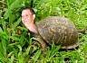 tillturtle.jpg